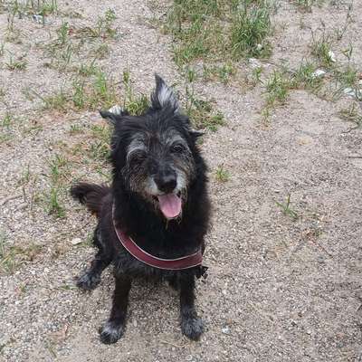 Hundetreffen-Rundweg Arbersee-Bild
