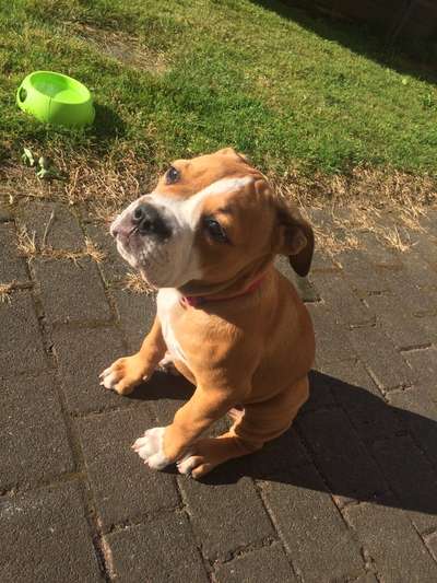 Wo sind meine AMERICAN BULLDOGS?-Beitrag-Bild