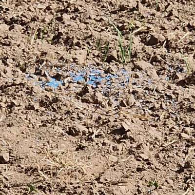 Giftköder-Blaue Kugeln evtl. Gift auf Feld-Bild