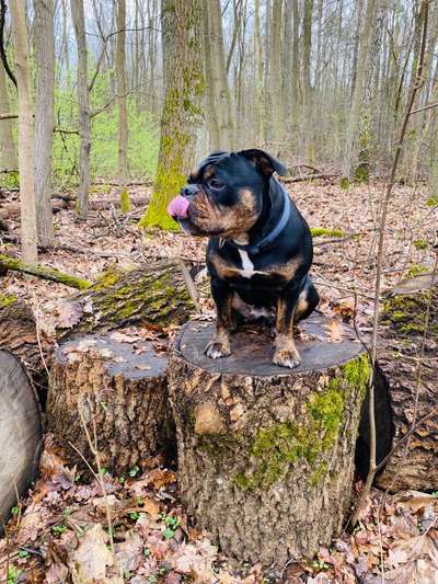 31. Collagen Challenge - Bänke/ Steine /Baumstümpfe-Beitrag-Bild