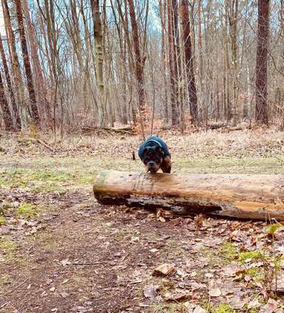 31. Collagen Challenge - Bänke/ Steine /Baumstümpfe-Beitrag-Bild