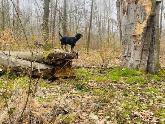 31. Collagen Challenge - Bänke/ Steine /Baumstümpfe-Beitrag-Bild