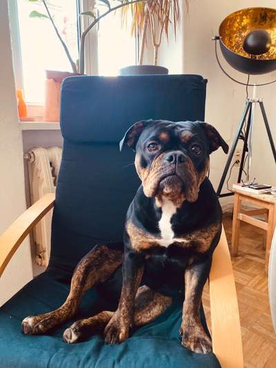 31. Collagen Challenge - Bänke/ Steine /Baumstümpfe-Beitrag-Bild