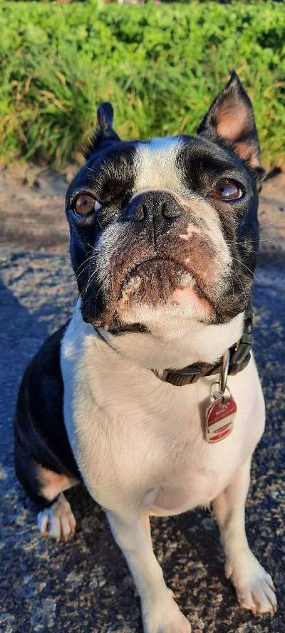 Boston Terrier Liebhaber❤️-Beitrag-Bild