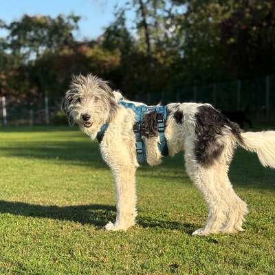 Hundetreffen-Gemeinsam Gassi gehen-Bild