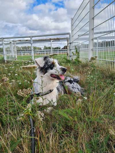 Aussies-Beitrag-Bild