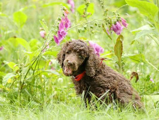 Welpen Bilder !-Beitrag-Bild