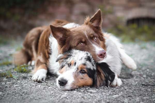 Die Dogorama Kalender Challenge Titelbild-Beitrag-Bild