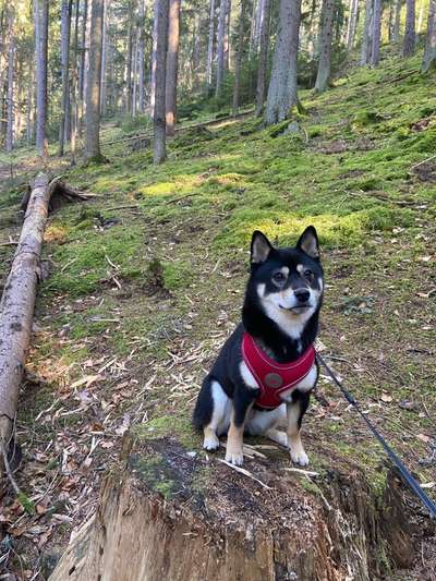 Hundetreffen-Shiba Treff zum Spielen und Spazieren-Bild