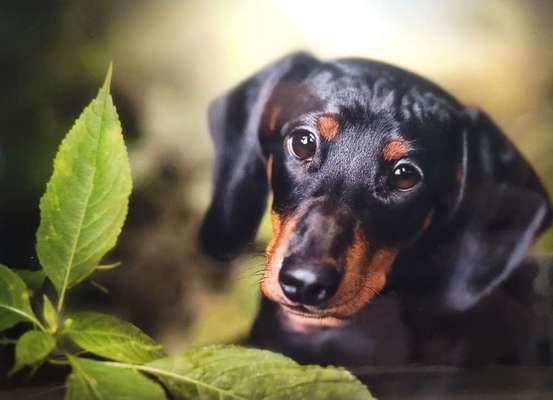 Fotochallange Nr. 57     PORTRÄT.   Beendet!!!!!!!!-Beitrag-Bild