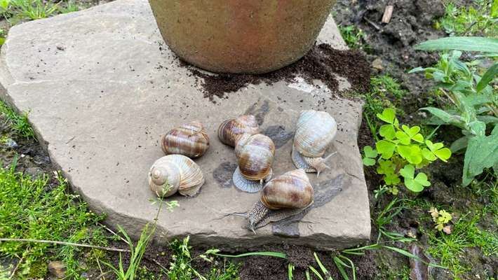 Was macht Ihr gegen Schnecken im Garten?-Beitrag-Bild