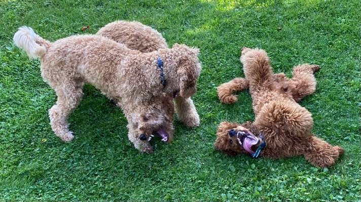 Fotowettbewerb : Hundekommunikation-Beitrag-Bild