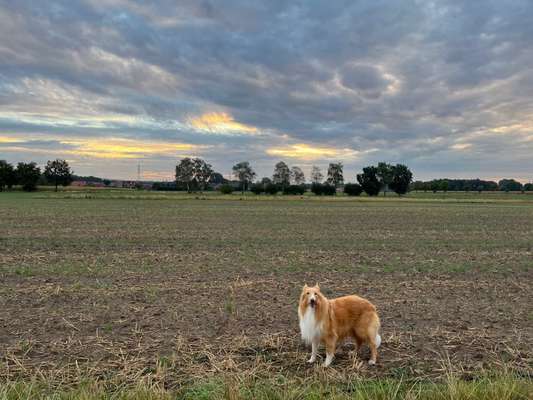 Dogorama Foto Challenge - Dämmerung-Beitrag-Bild