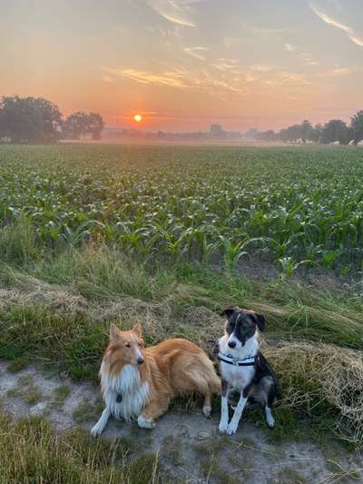 Dogorama Foto Challenge - Dämmerung-Beitrag-Bild