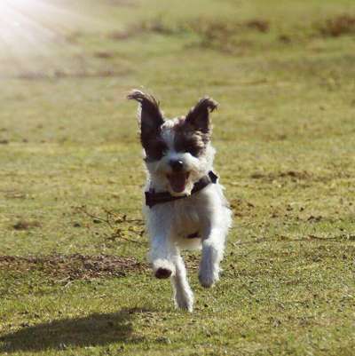 Fotosammlung: ,,Der natürliche Hund" Unbearbeitet, ungestellt und in Natura-Beitrag-Bild