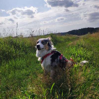 Hundetreffen-Social Walk Gefährten gesucht-Bild