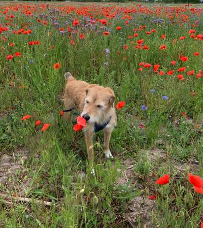 Die Dogorama Monats Challenge "Es grünt und blüht"-Beitrag-Bild