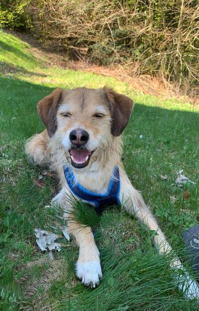 Dogorama Photo Challenge - Der Frühling kommt-Beitrag-Bild