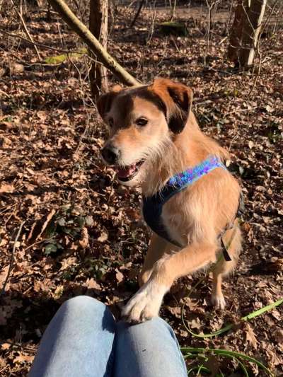 Hund aus dem Spanischen Tierschutz-Beitrag-Bild