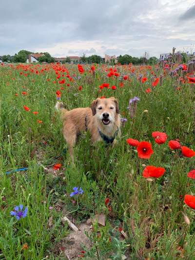 Die Dogorama Kalender Challenge Teil 3/4-Beitrag-Bild