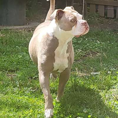 Hundetreffen-Spaziergang mit Absprache-Bild