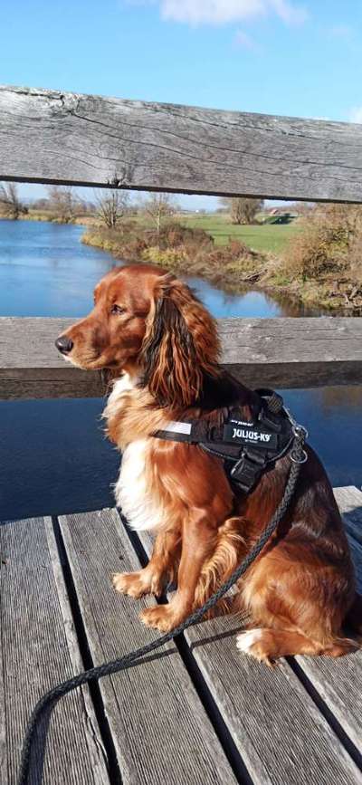 Mischlingshunde Foto Aufruf-Beitrag-Bild