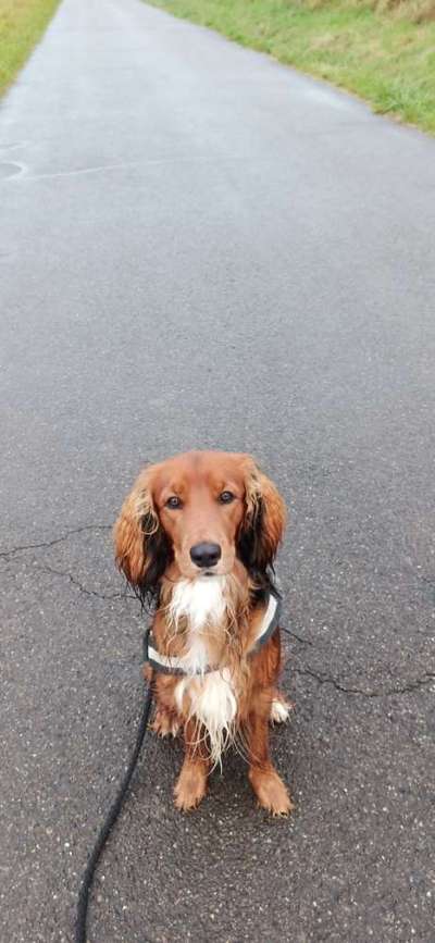 Mischlinge raten - Rätselspaß-Beitrag-Bild