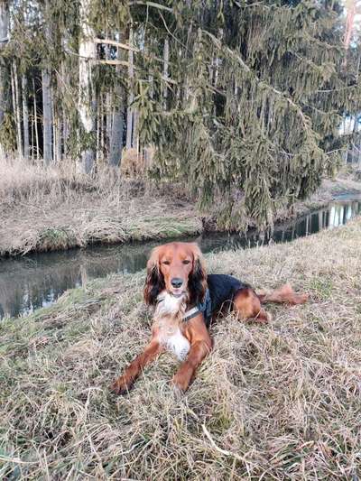 Mischlinge raten - Rätselspaß-Beitrag-Bild