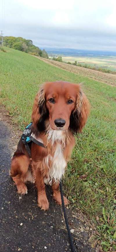 Mischlinge raten - Rätselspaß-Beitrag-Bild