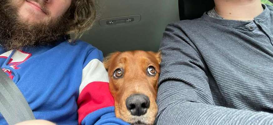 Dogorama Photo Challenge - Hundeblick zum hinschmelzen-Beitrag-Bild