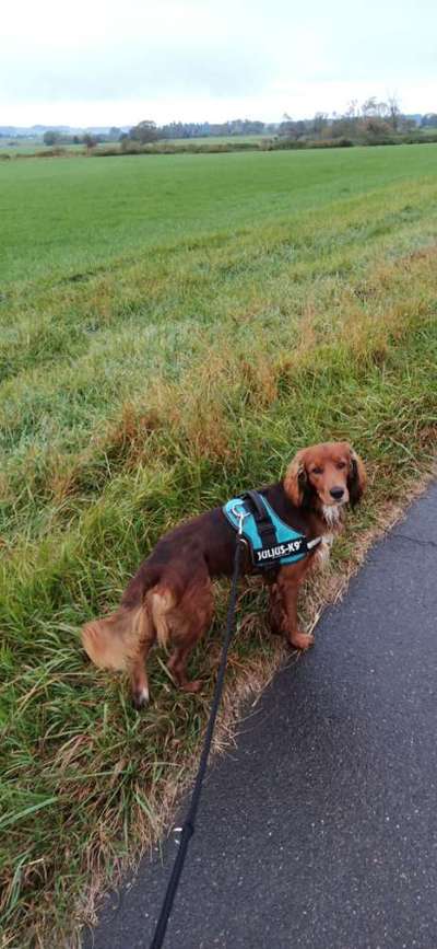 Mischlinge raten - Rätselspaß-Beitrag-Bild