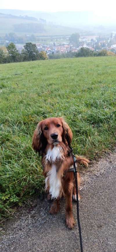 Mischlingshunde Foto Aufruf-Beitrag-Bild