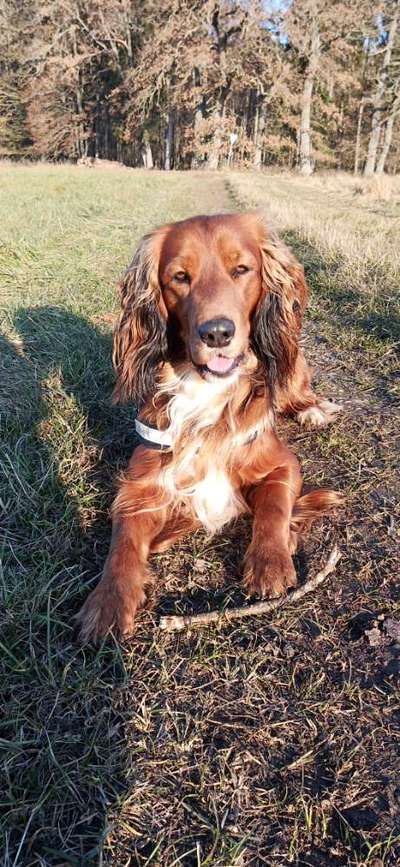 Mischlingshunde Foto Aufruf-Beitrag-Bild