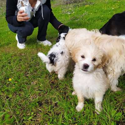 Hundetreffen-Welpentreffen in Bruchsal / Schlossgarten-Bild