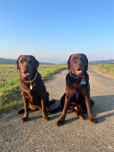 Hundetreffen-Freunde zum Spielen und Gassi gehen-Bild