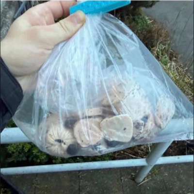 Giftköder-Giftköder-Bild