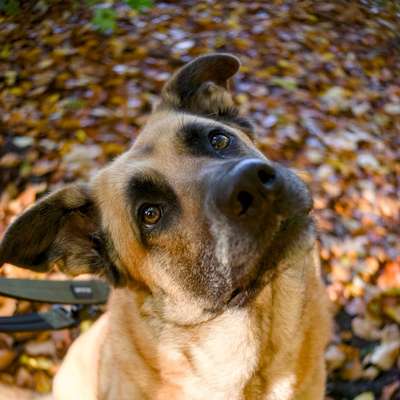Hundetreffen-Gassirunden-Bild