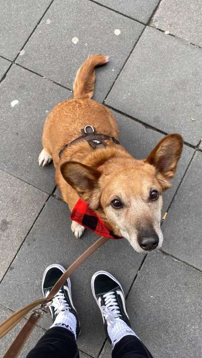 Corgis und ihre persönlichen Hofangestellten-Beitrag-Bild