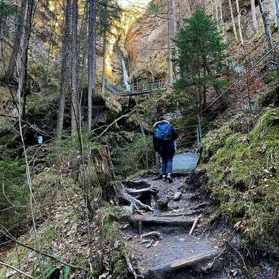 aktuelles Foto Gruppe Reisen mit Hund