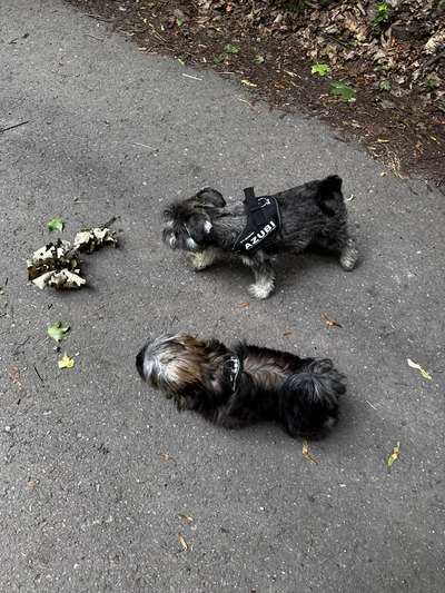 Hundeschulen-Hundebewusst erleben & verstehen-Bild