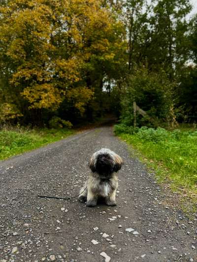 Hundetreffen-Treffen zur Sozialisierung-Bild