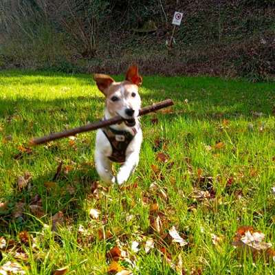 Hundetreffen-Spielfreunde gesucht-Bild
