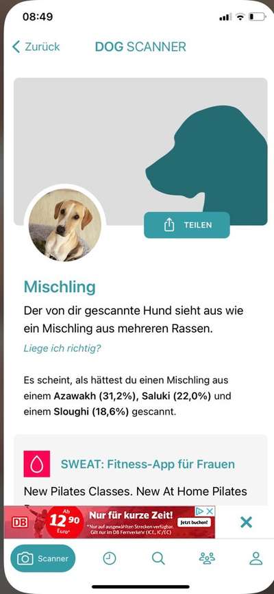 Welche Rasse?-Beitrag-Bild