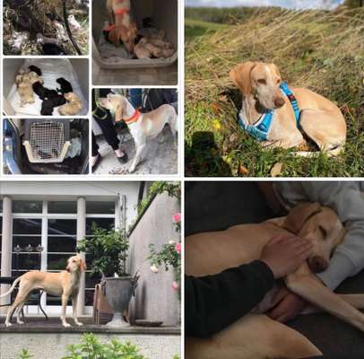 Welche Rasse?-Beitrag-Bild