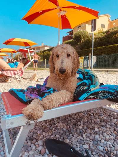 Campingurlaub mit Hund am Gardasee-Beitrag-Bild