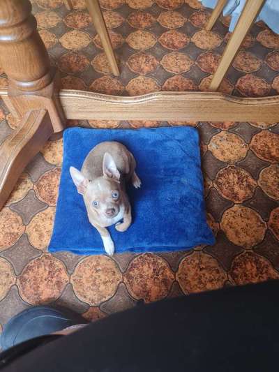 Wo sind die Chihuahua Besitzer ?-Beitrag-Bild