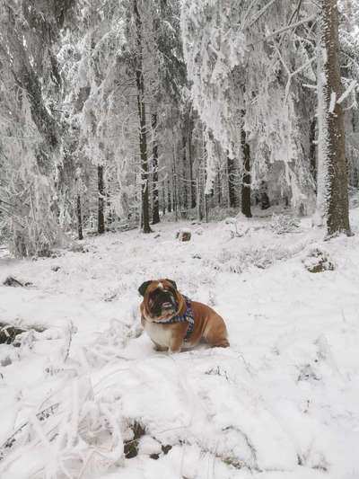 Englische Bulldoggen nrw-Beitrag-Bild