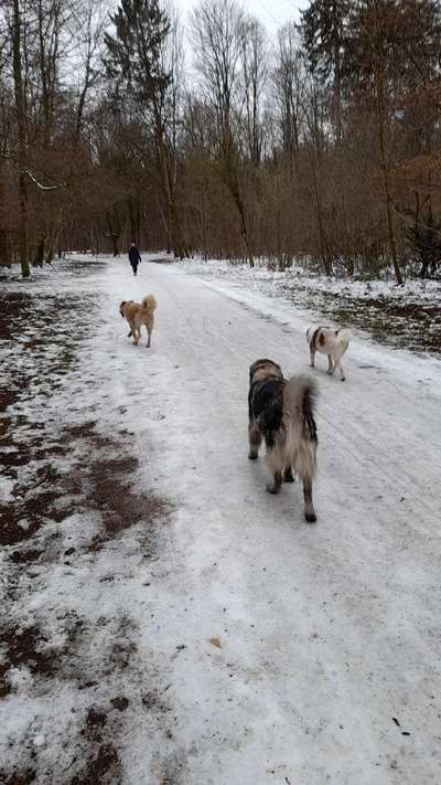 Herdenschutzhunde-Beitrag-Bild