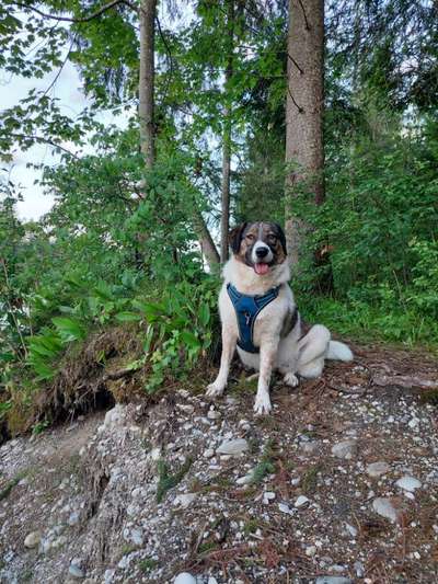 Herdenschutzhunde und Herdi-Mixe-Beitrag-Bild