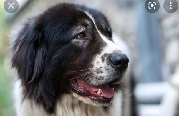 Herdenschutzhunde und Herdi-Mixe-Beitrag-Bild